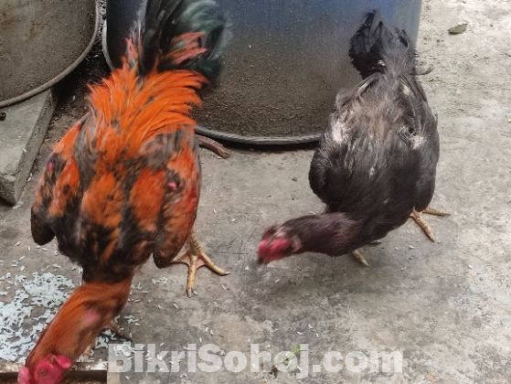 ফাইটার আসিল মোরগ ও মুরগি ডিম পারে